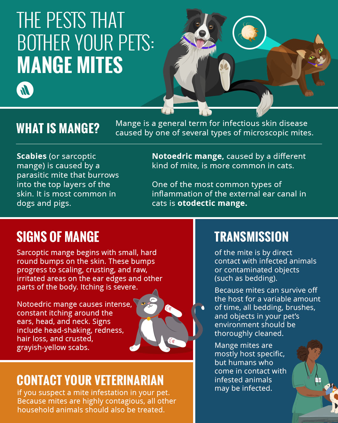 mange infographic