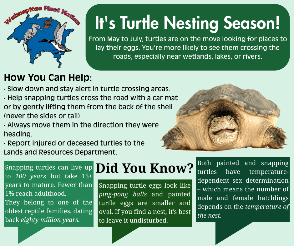 lands turtle nesting infographic